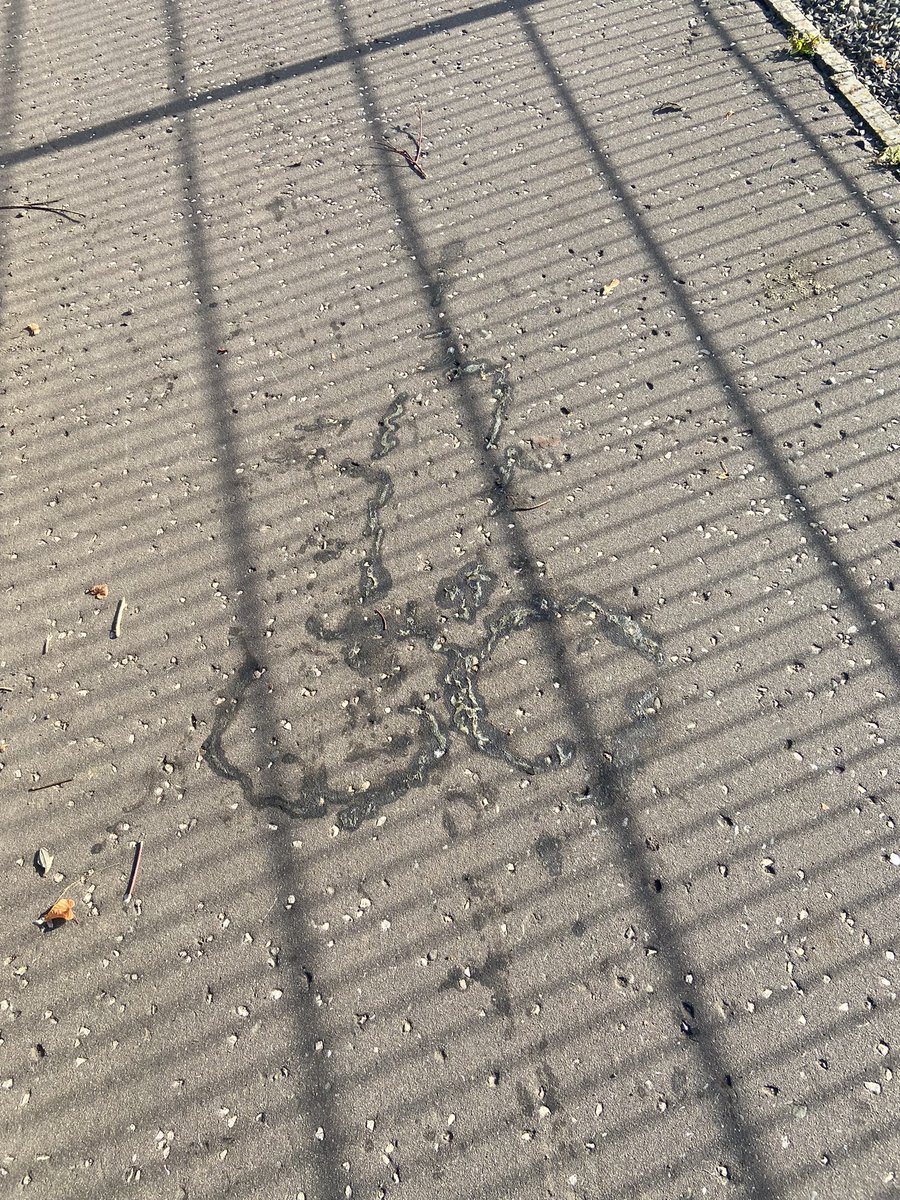 HoCandi's tweet photo. When nature knows u need cock!! I would like to say no slugs died for this work of art but it would be a lie  #USOpen #BadDecisions #BigBoobFans #onlyfans #sellingcontent https://t.co/mwm5DLr65f