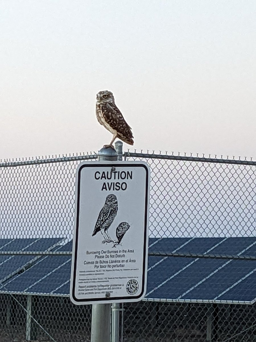 PiksteinLab_GCU's tweet photo. #PiksteinLab #research #students
enjoying a sunset survey with their #burrowingowl s🦉🏜️❣️
#birdwatching #Conservation #birb https://t.co/REDUXER1w2