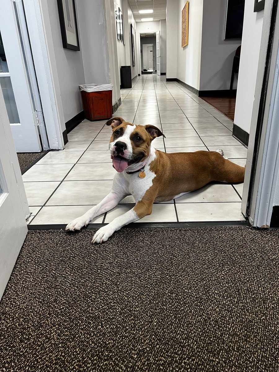 DirrrttyDing's tweet photo. @dog_rates @Trupanion https://t.co/8jO0i2P6fj