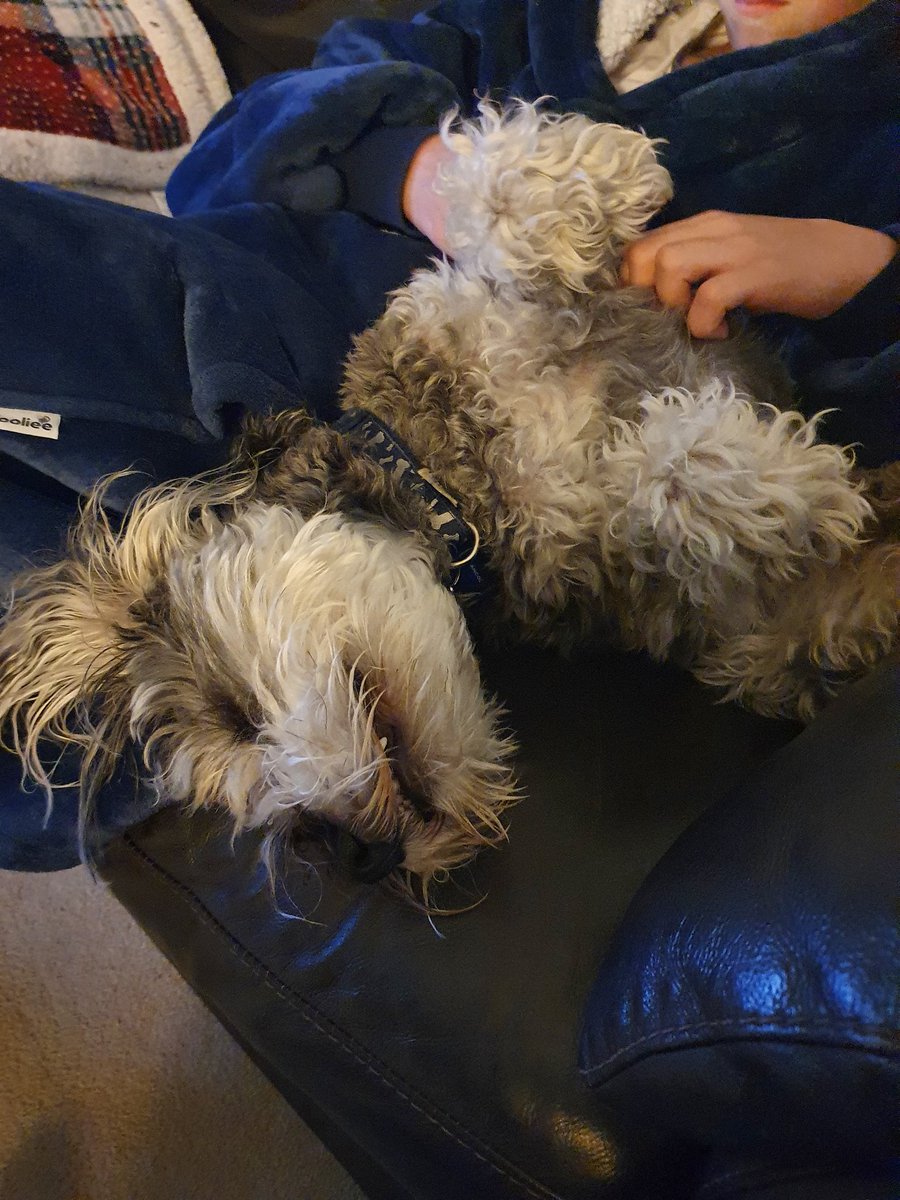 Nothing like a good scratch🤗🤗#dogslife #SchnauzerGang <a href="/BrodHiggins/">misneachhiggins.bsky.social</a>