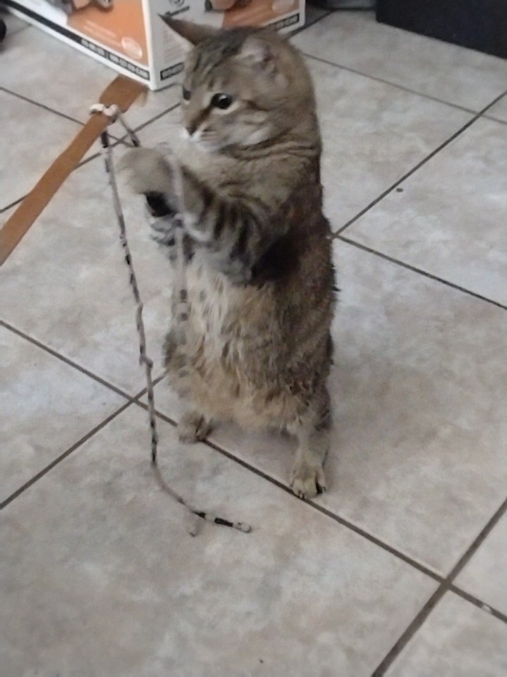 Munchie 😸🐾 tweet media