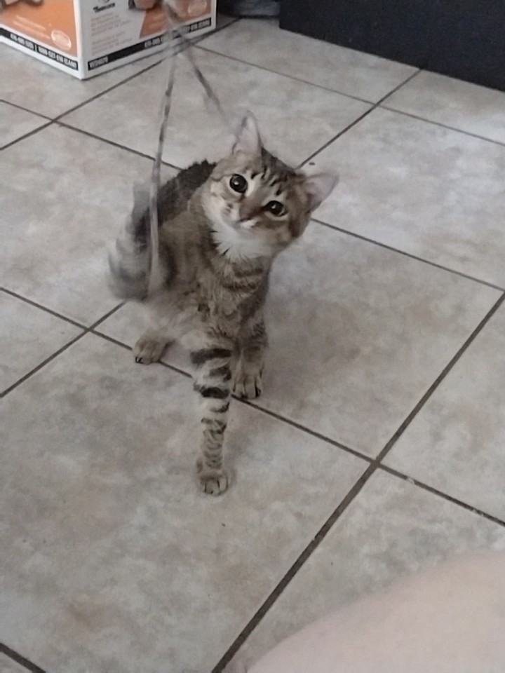 Munchie 😸🐾 tweet media