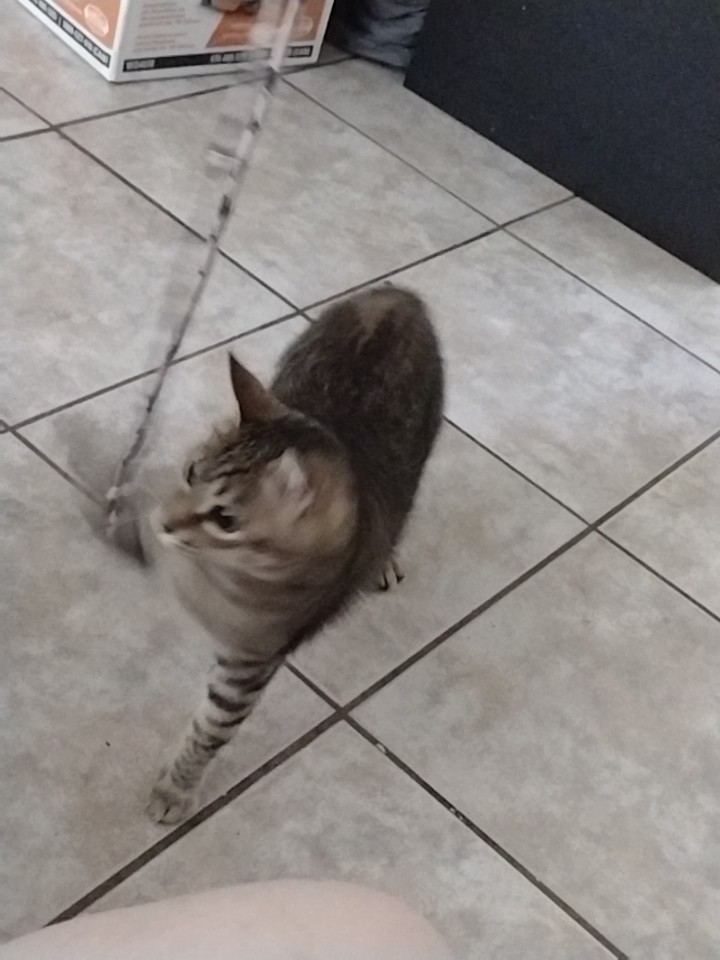 Munchie 😸🐾 tweet media