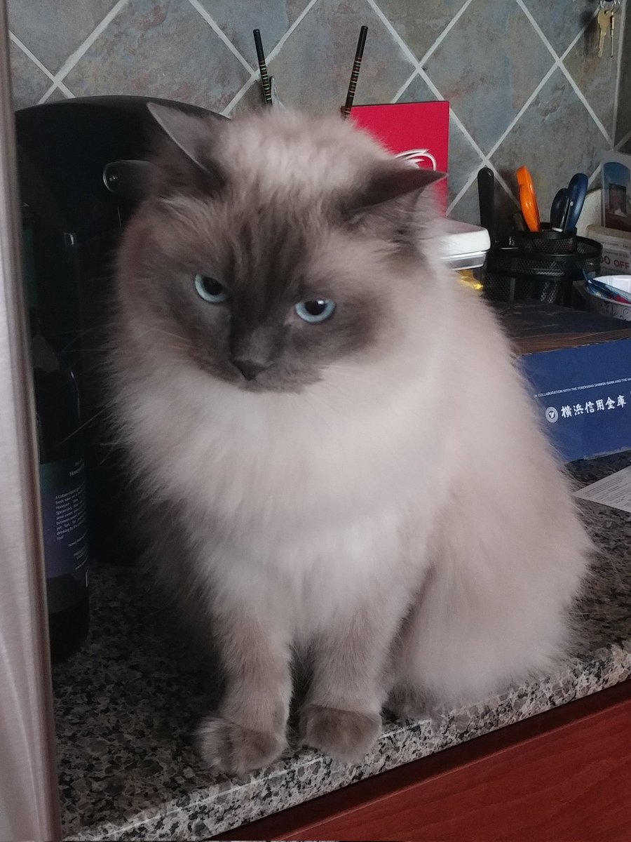 When I get hangry I paw at mom's computer monitor or big screen tv for food. Works every time 😼 🐾Tsuki #cats #catlife #CatsOfTwitter