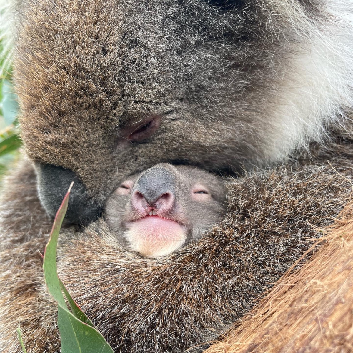 Australia (@australia) on Twitter photo Meet the finalists for the Cutest Koala Joey of the Year Award 🐨🏆
The best part is you can meet these precious little things for yourself at #BallaratWildlifePark, #AustralianReptilePark, <a href="/lonepinekoala/">Lone Pine Koala Sanctuary</a> and #ClelandWildlifePark.
#seeaustralia Meet the finalists for the Cutest Koala Joey of the Year Award 🐨🏆
The best part is you can meet these precious little things for yourself at #BallaratWildlifePark, #AustralianReptilePark, <a href="/lonepinekoala/">Lone Pine Koala Sanctuary</a> and #ClelandWildlifePark.
#seeaustralia