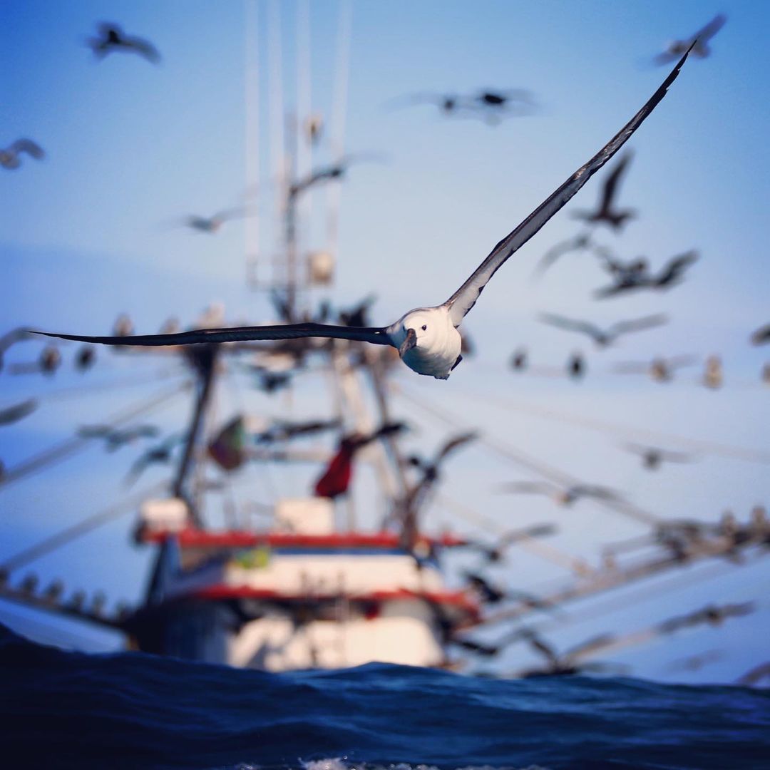 [REPOST @biahetzel no Instagram] Estamos todos no mesmo oceano. Que tenhamos a força, a delicadeza e suavidade de vôo dos albatrozes em nossa jornada no tempo e no espaço. Saída de campo do <a href="/ibaleiajubarte/">Baleia Jubarte</a> e do @baleiasgolfinhosrj, com lentes do @coral_vivo #PatrocínioPetrobras
