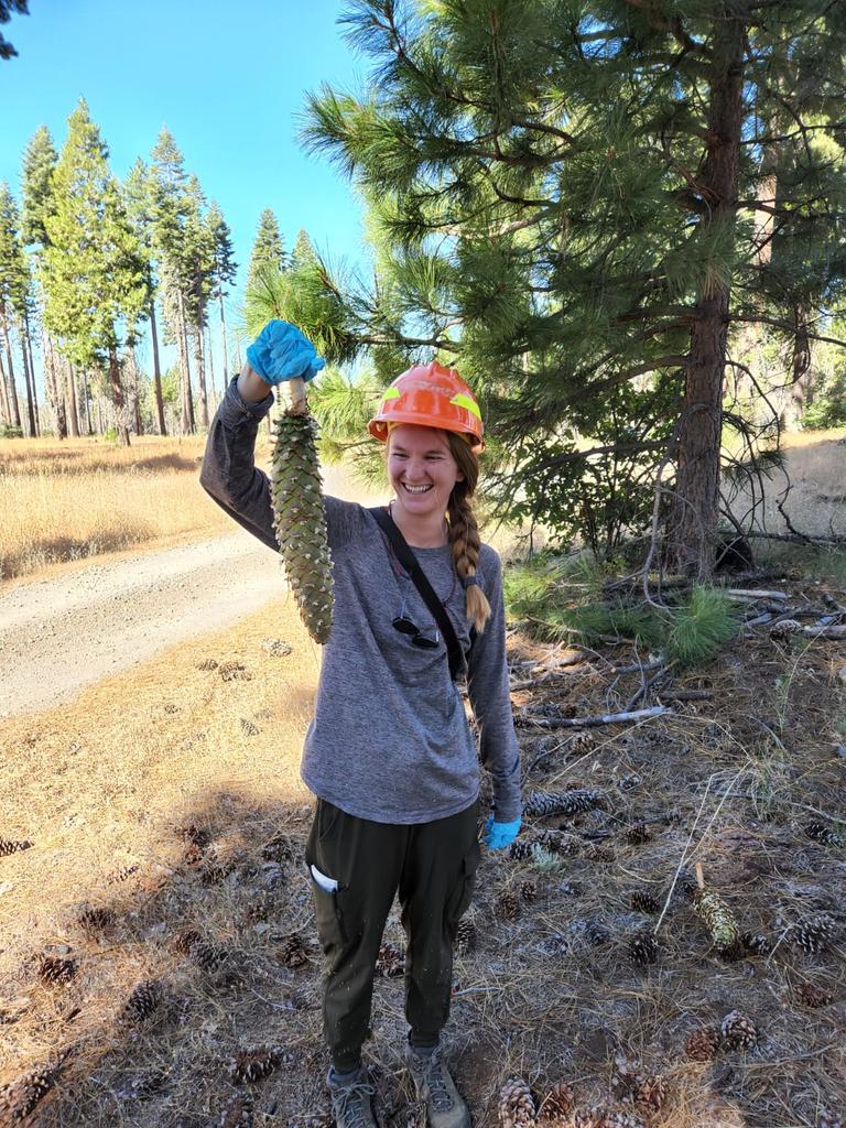 DyerDialogue's tweet photo. Cone collection on the @EldoradoNF starts today! 
@AmericanForests is collecting rust resistant sugar pine cones to be sent to the @usfs_r5 nursery to have the seeds extracted. We are excited to then use these seeds for responsible #Reforestation in the coming yrs! #ClimateSmart https://t.co/2Yo8vSm0y9