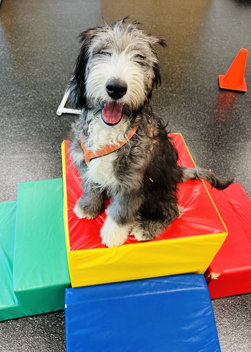 HumaneBoulder's tweet photo. Have a new puppy? Enroll them in our Puppy Club: a certified, trainer-led play group! Give your puppy the best of life through reward-based learning at the Humane Society of Boulder Valley! https://t.co/O1sPOAY7Gf #HSBV #Puppy #DogTraining #puppytraining #HumaneSociety https://t.co/93nf0gbqcV