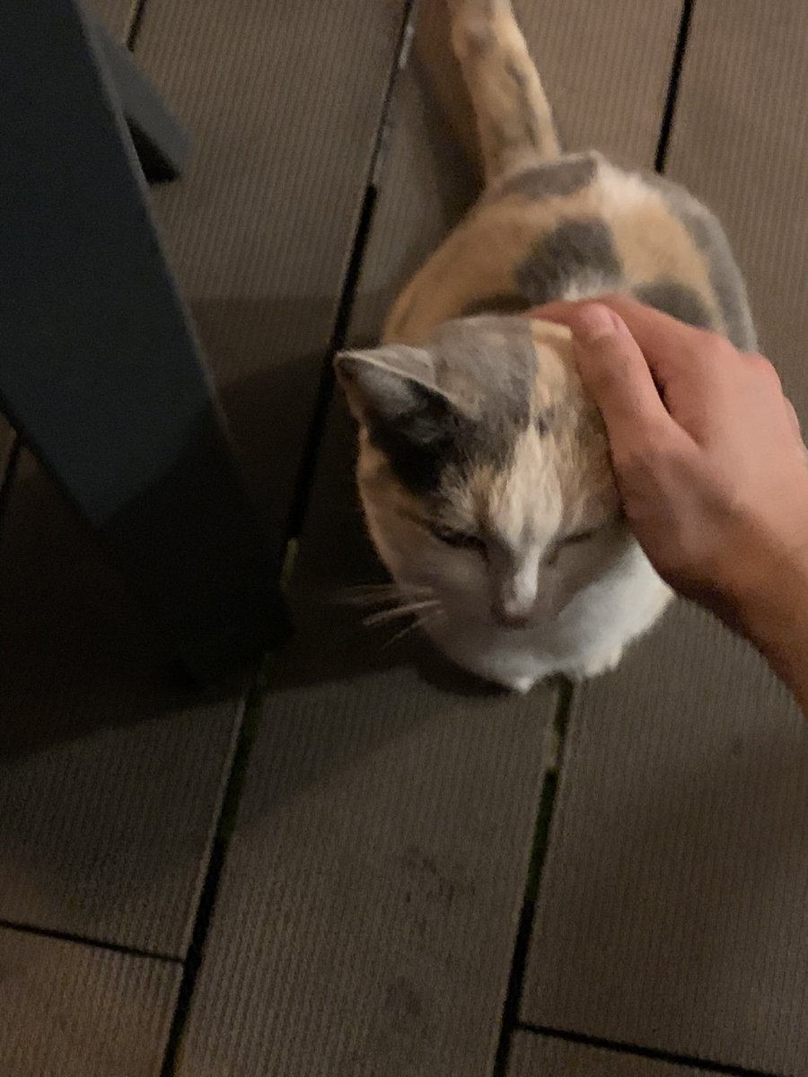 The best thing about going out for dinner is the possibility that you’ll meet a cat while you’re eating outside and you’ll get to pet it the whole time