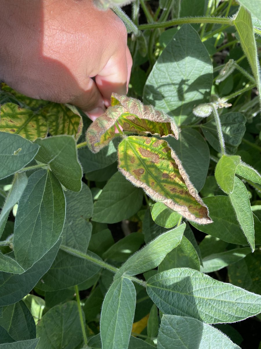 SeedSergeant's tweet photo. Know the difference! One is SDS, one is white mold. Notice the grey wilting necrosis associated with white mold, while the canopy shows interveinal necrosis with SDS @PioneerSeeds https://t.co/1NwqyTKSvg