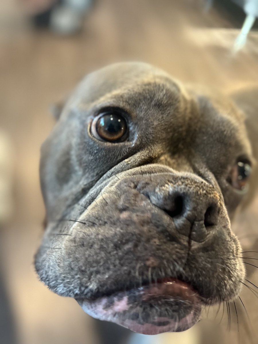 SquatFT's tweet photo. The best boy https://t.co/EKFer9Bfpo