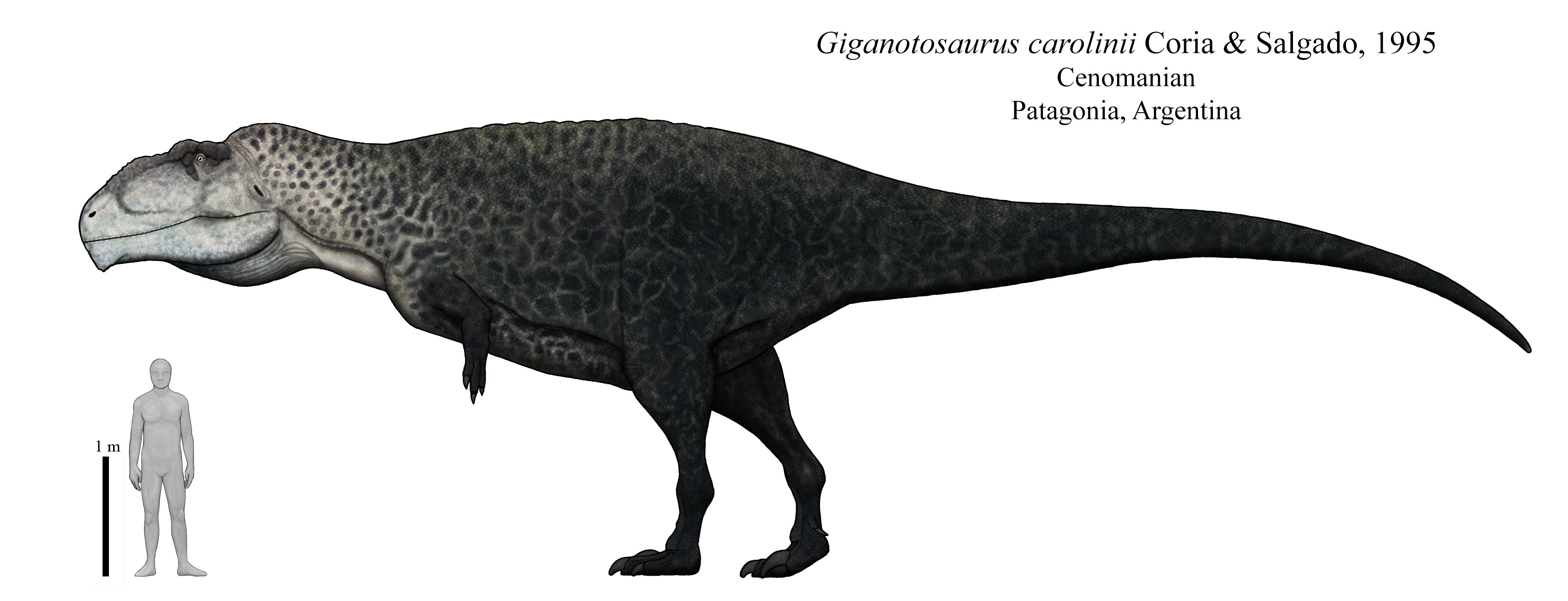 Fabio Alejandro on X: "Giganotosaurus has integrated into the paleoculture  as one of thelargest theropod comparable to T. rex. Itself is alone a large  formidable carcharodontosaur being the peak of ecological dominance