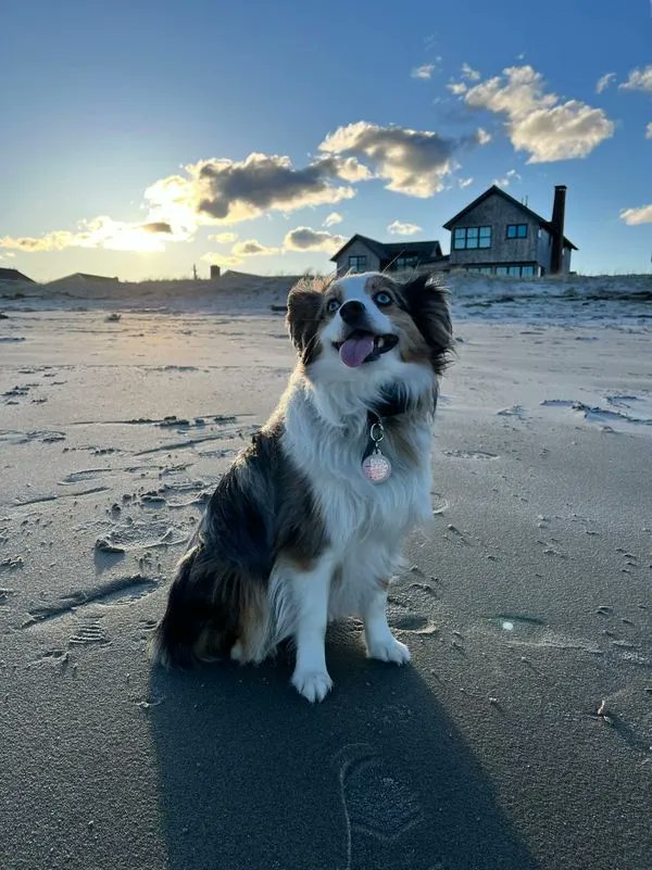 This is Poptart! She is a toy Aussie who is almost 2 (her birthday is September 26)! In her free time she enjoys going to the beach and barking at strangers. Poptart's human is Maddy Berkowitz-Cerasano, OMS II!