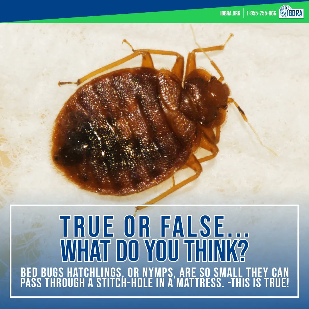 ibbrainfo tweet picture