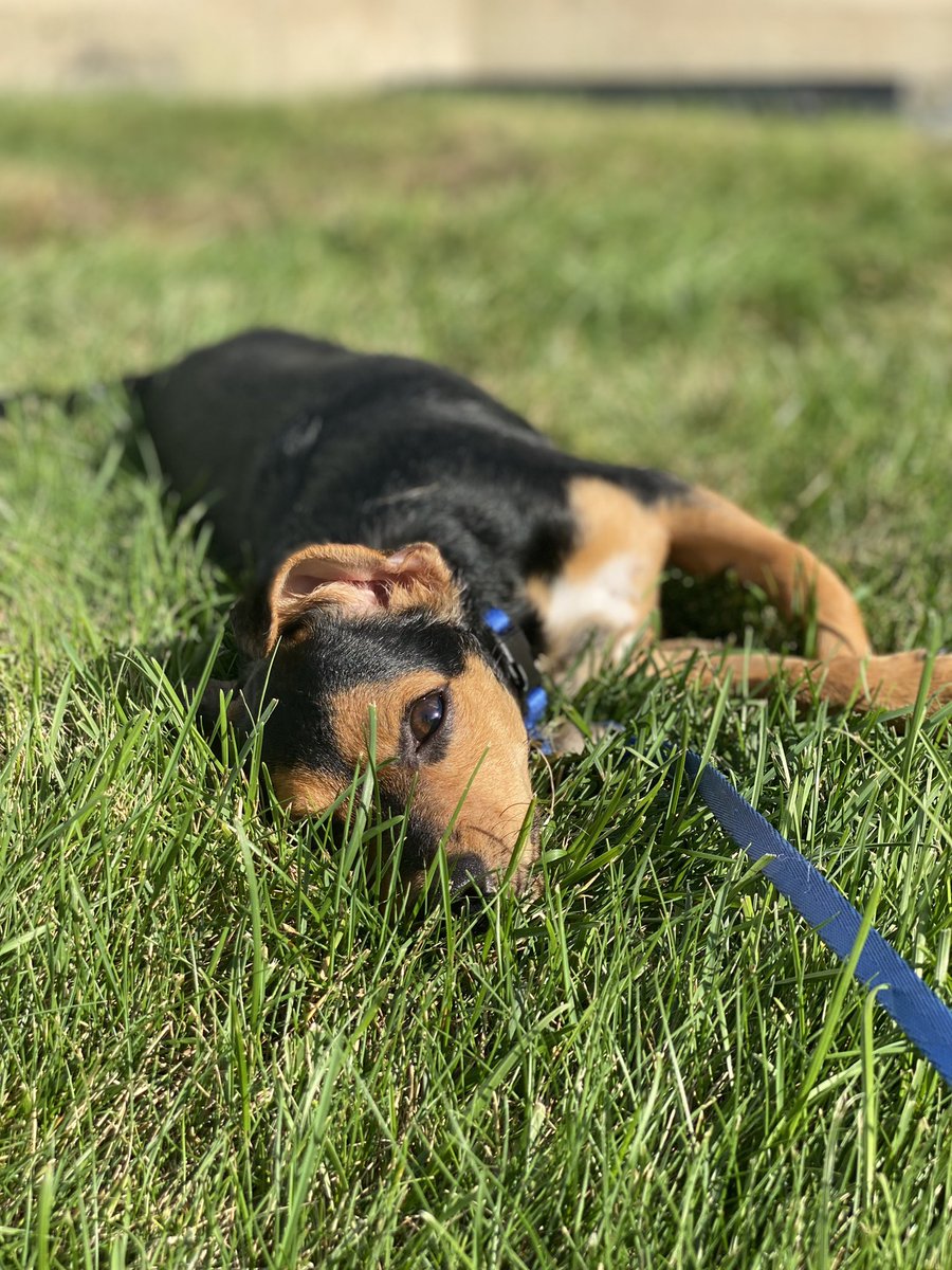 LouiePBO's tweet photo. Do you guys think my new brother Chaos 🐶should make his own Twitter? 🧐 I suppose I could teach him how 📚 #Dogs #DogsOfTwitter #ShouldIShare #Puppy #LouCrew https://t.co/xHIORc9YDm