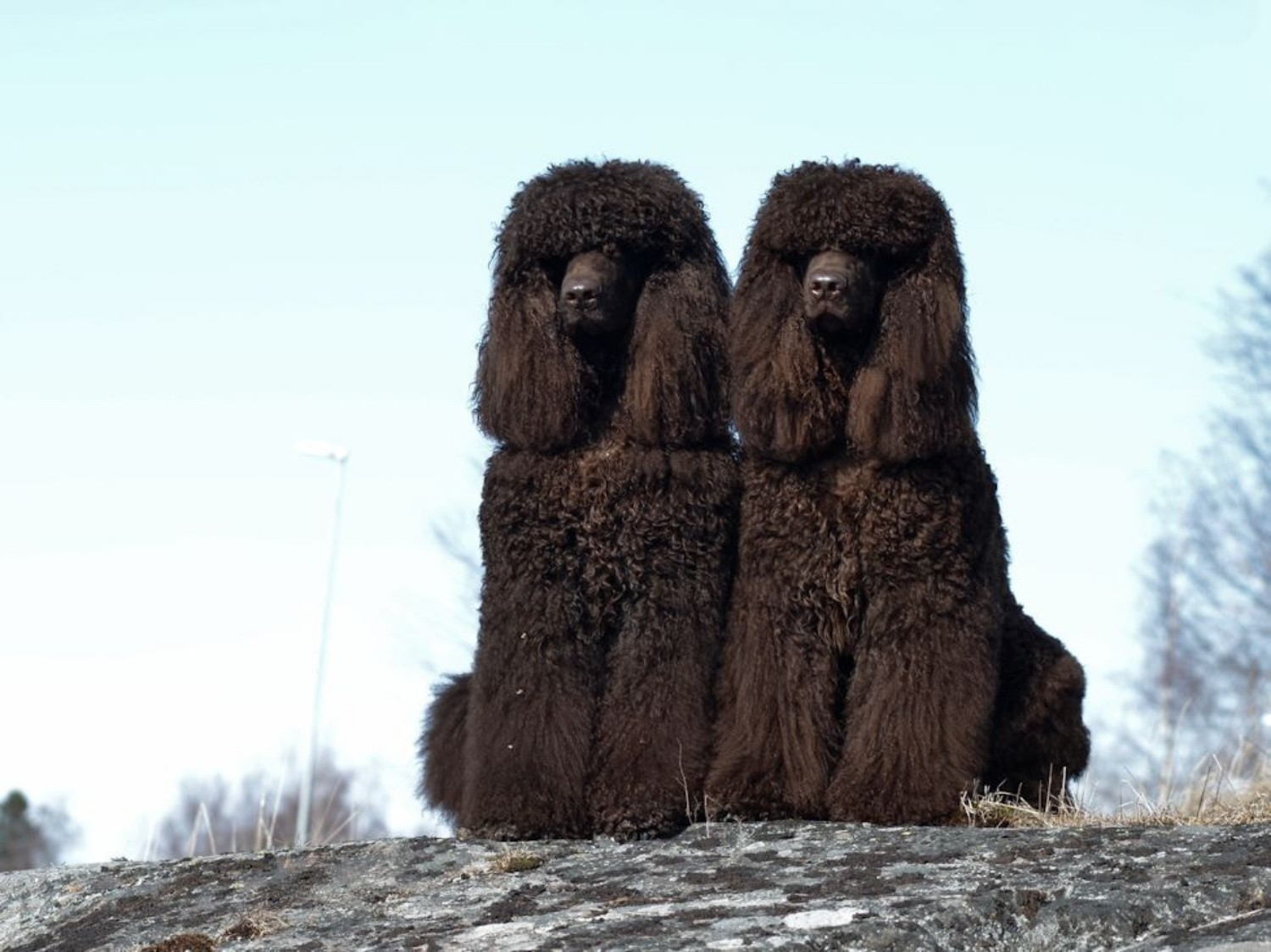 Irish Water Spaniel Dog Breed