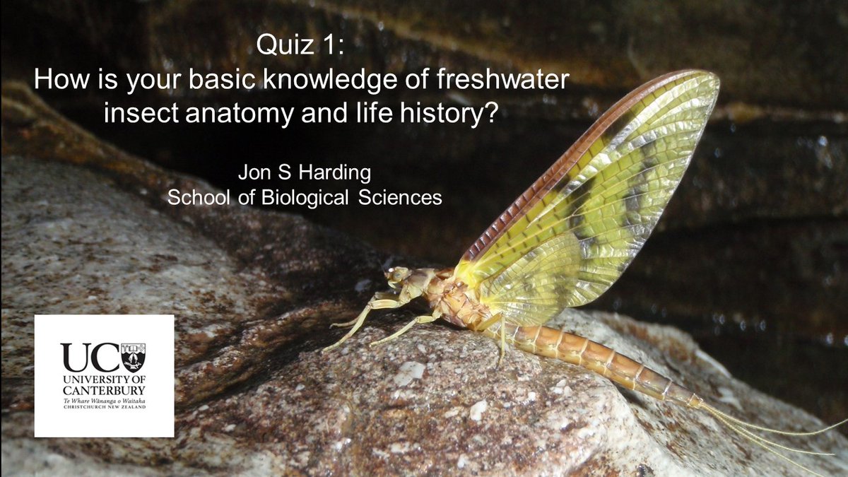 How is your knowledge of freshwater insect anatomy and life histories? Try this new quiz youtu.be/p4Plfpx7uEl or try searching 'Quiz freshwater insects' @UCNZbiology @UCNZScience @UCNZ #UC_FERG