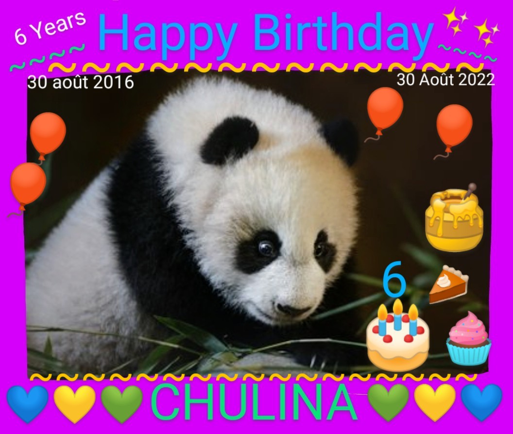 molinet_josiane's tweet photo. 🐼❤️This August 30,2022, the cute little #CHULINA🐼💟 at @zoomadrid-Spain🇪🇸, to celebrate its 6 YEARS🎂! HAPPY BIRTHDAY PRETTY #CHULINA🥰🐼💟 🎶🥳 🎆🎈🎁 ~#PandaDay🐼🎂 #Pandastory🐼🎊
CHULINA is the daughter of #HUAZUIBA❣️ et #BINGXING💗 and sister of #YOUYOU💚and #JIUJIU💚 https://t.co/9KBnCoqbY4