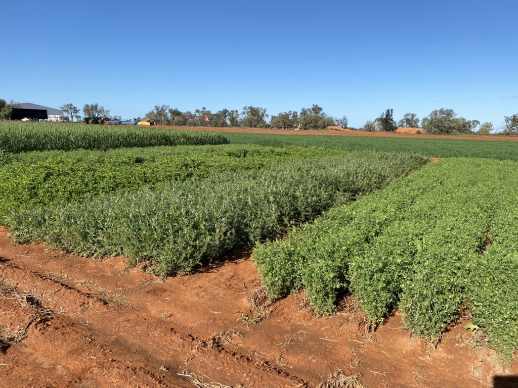 Michael Moodie tweet media