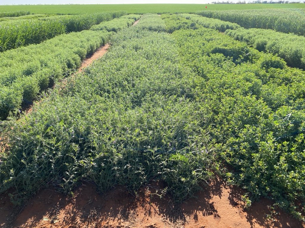 Michael Moodie tweet media