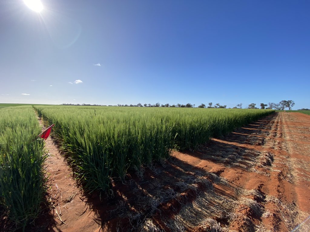 Michael Moodie tweet media