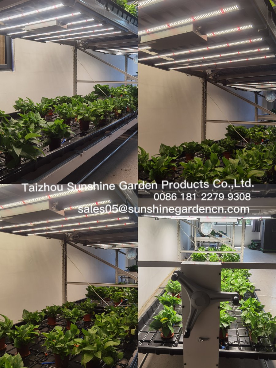 Olivia92888343's tweet photo. Save at least 50% of your value-generating space!
#rollingbench #verticalrollingbench #mobilerollingbench #growrack #ebbandflowrollingbench #growtable #SunshineGarden #cultivation #growers #indoorcultivation #verticalfarming #cananbis #hemp #medicalcannabis #Thailandcannabis https://t.co/BKjq3Ok35s