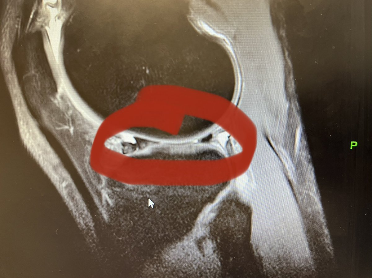 Bryan Vargas tweet media