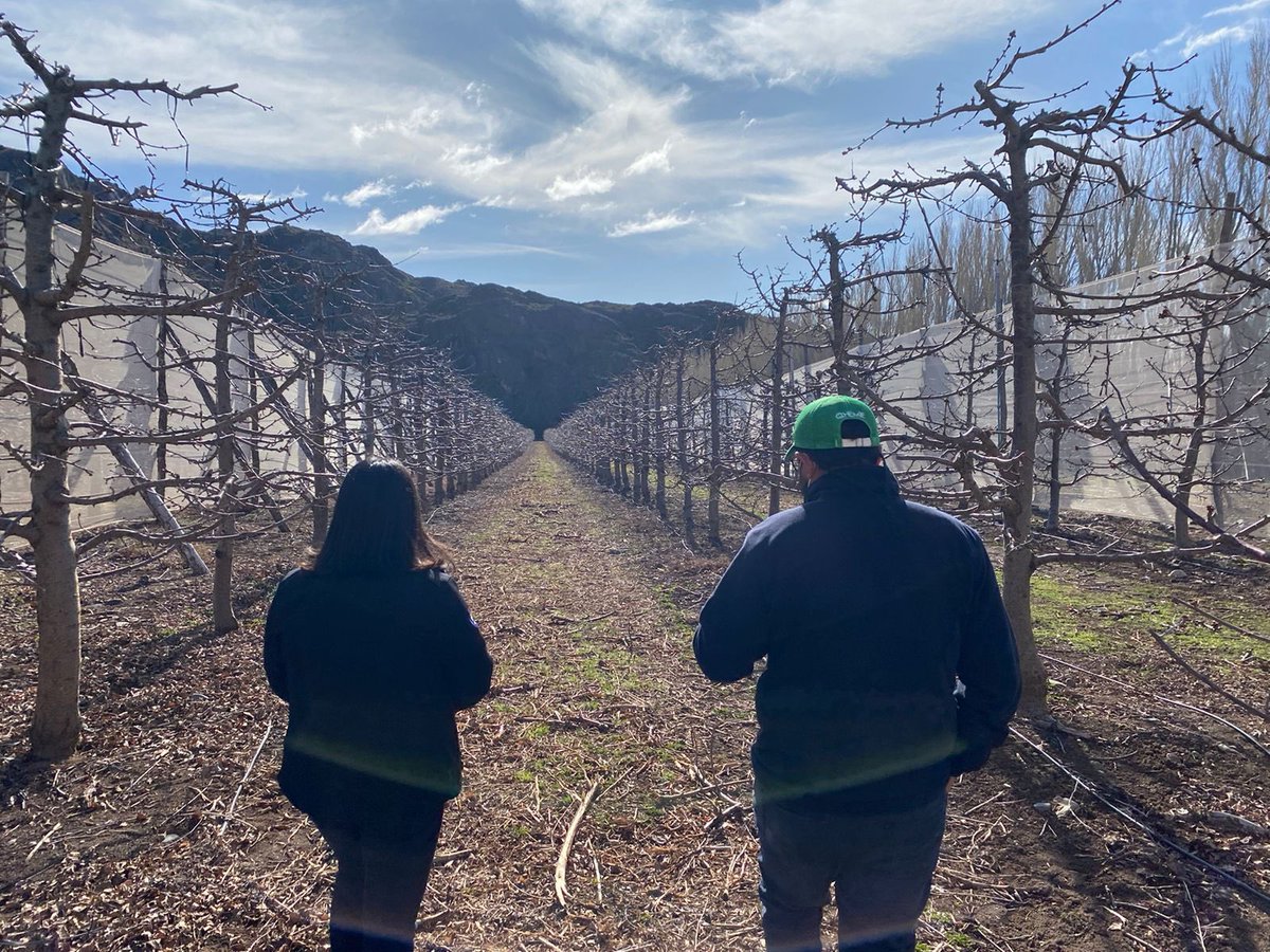 MintrabAysen's tweet photo. 🍒#ChileChico Con el propósito de dar cierre a su instancia de Mesa de Trabajo Sector Cerecero, conociendo en terreno labor de preparación para próxima temporada, DirReg y coordinador operativo @DirecDelTrabajo se reunieron con administrador empresa AustralCherry (fotos ⛄️y☀️) https://t.co/SBckv8EBha