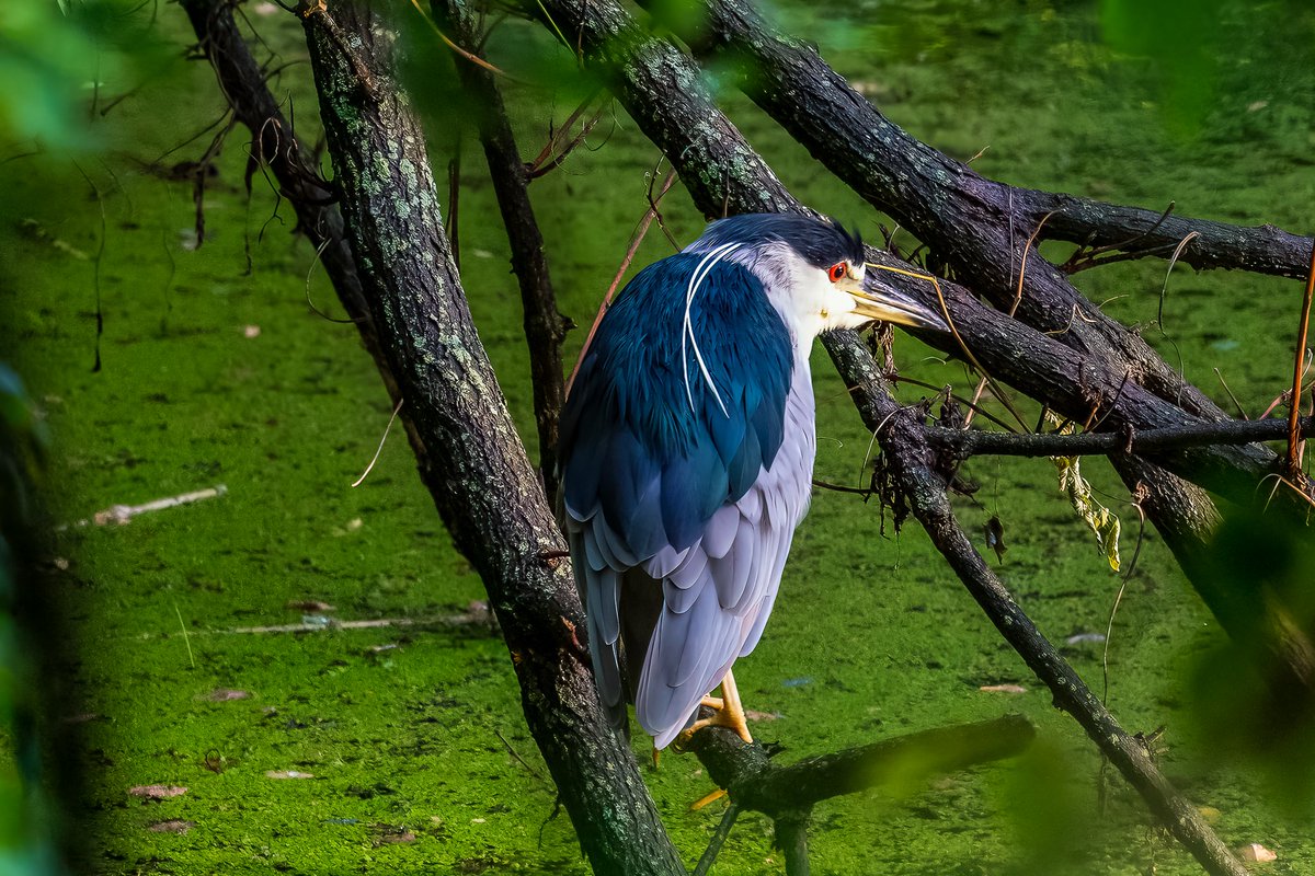 Charles08950590's tweet photo. Black-crowned night heron at Lake Kittamaqundi this evening

#HoCoMd #ColumbiaMD #birdwatching
#NaturePhotography #lakeloop #birdsoftwitter 
#nature  #birds #SonyAlpha #wildlife #BirdTwitter #SonyAlpha  #wildlifephotography #birding #BirdsPhotography #heron #landscapephotography https://t.co/CaekAN3l6R