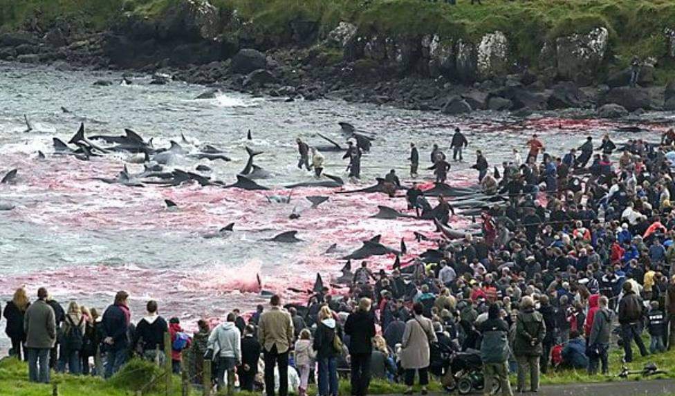BiologistDan's tweet photo. Just another Sunday afternoon after church on the Faroe Islands, Denmark. A few hundred whales and dolphins killed in the name of tradition and community. In truth social cohesion is too high a price to pay. RT https://t.co/XJXcN0uYur