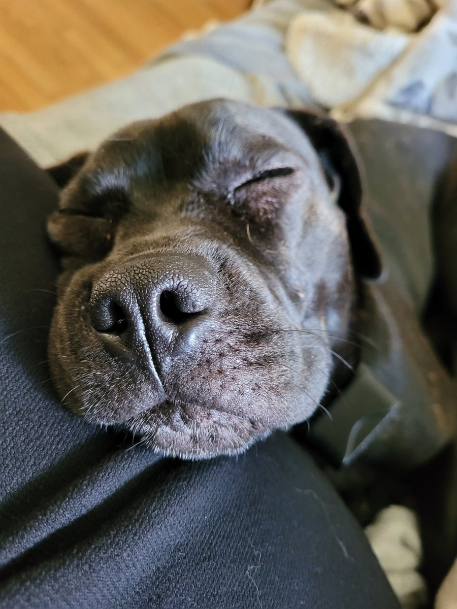 Don't let the cute face deceive you. Although she is adorable but she is a handful. <a href="/WalkerOfPower/">Nate</a> loves my dad's dog.