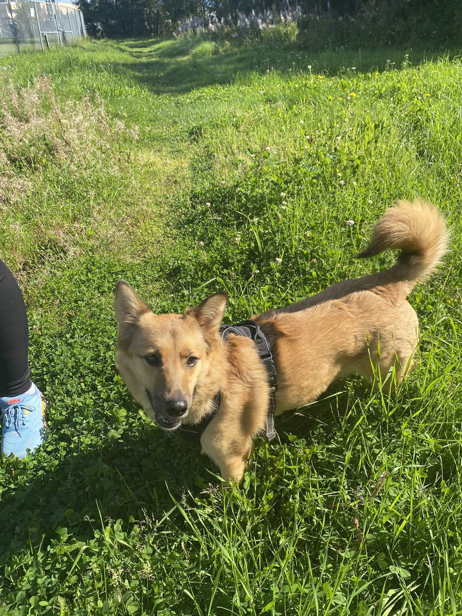 hamletTdog's tweet photo. Midday walkies https://t.co/ICuyZ642RK