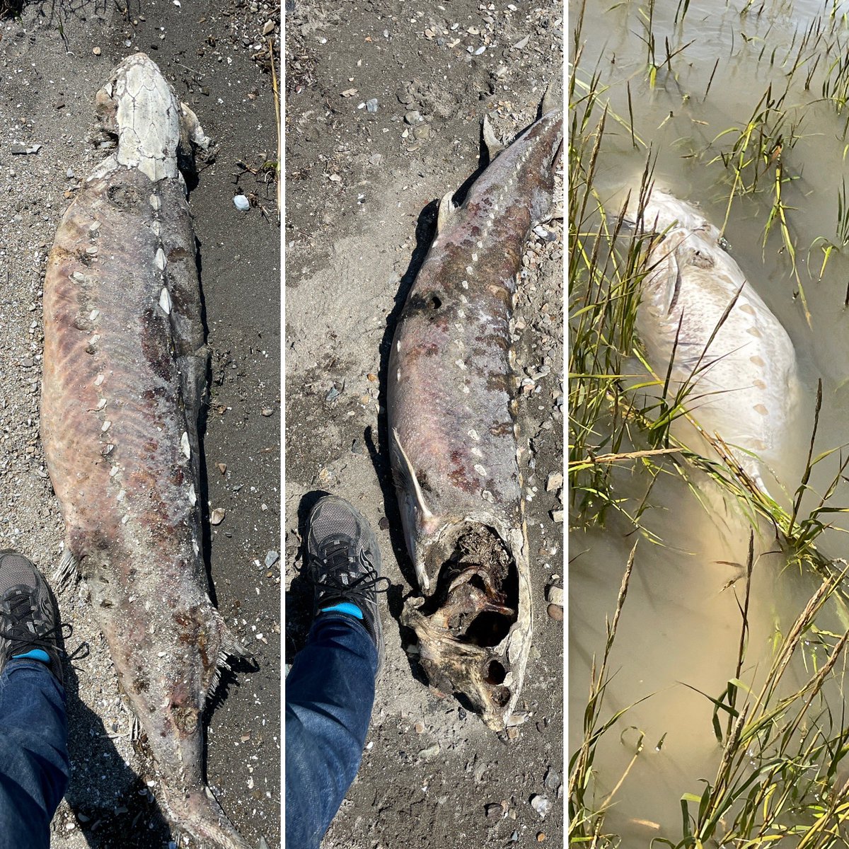 damontighe's tweet photo. 10 minutes of being on the beach by work up in Pinole/Hercules and 3 dead #sturgeon. We really need someone checking deeper into the delta like Suisun Bay. #sfbayHAB2022 #algaebloom #algalbloom #fishdieoff #contracostacounty. These obs are on iNaturalist. https://t.co/TCdAtljgjD