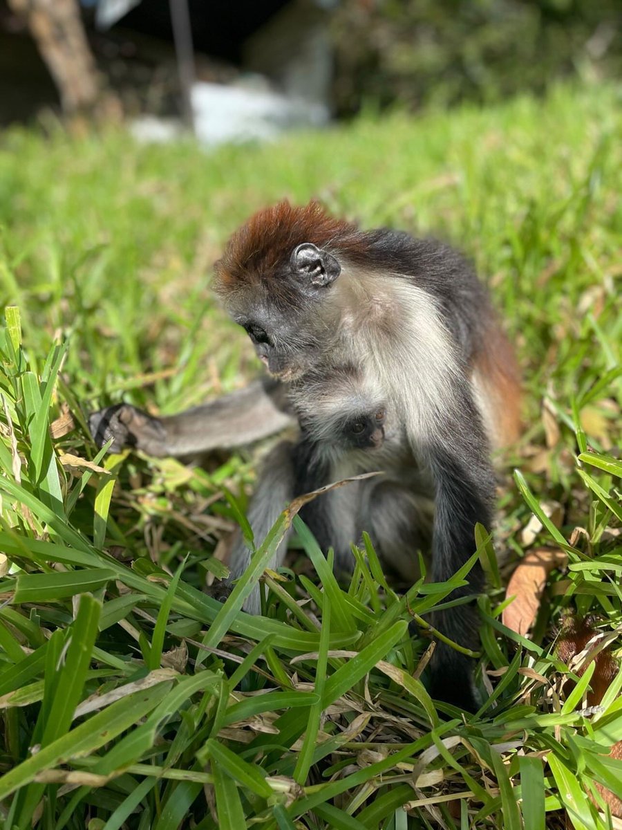 3ashou's tweet photo. Zanzibar red colobus #redcolobus one of the rarest and found only on Zanzibar's main island, Unguja #Zanzibar https://t.co/xzOsrd47GT