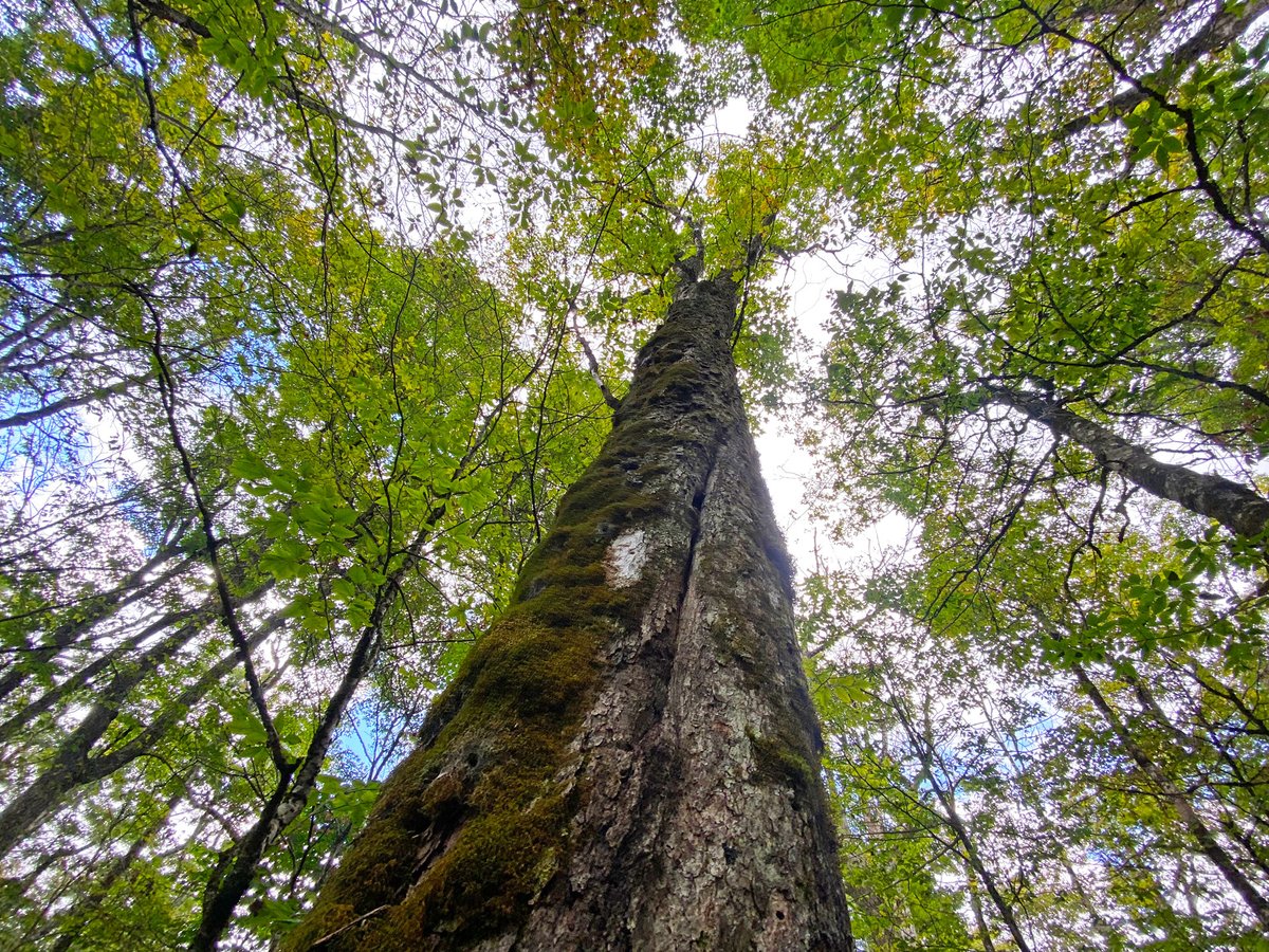 "I took a walk in the woods and came out taller than the trees."
—Henry David Thoreau

#TuesdayMotivation #FindYourTrail