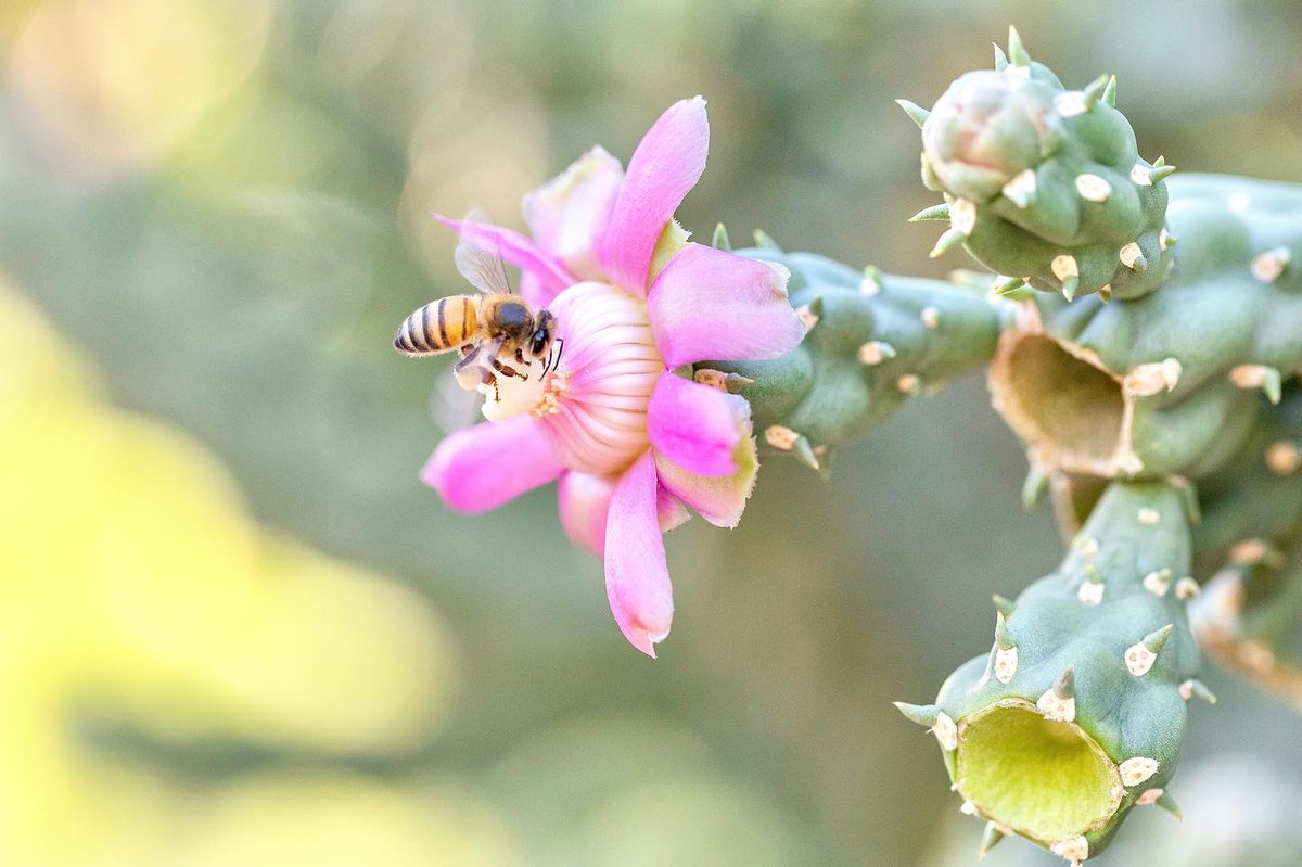 Desert Botanical Garden tweet media