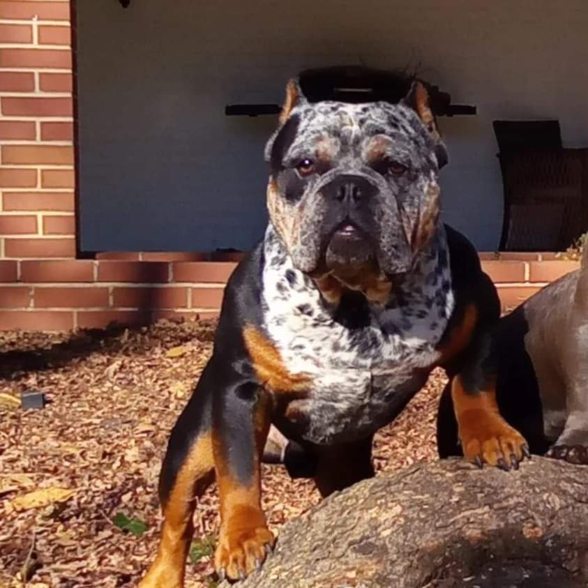 SDeutrell's tweet photo. MY BOII DIFFERENT 💯
RASCAL IS THE NAME.....
#LETGOOOOO‼️ https://t.co/5FhJ7yFt5o