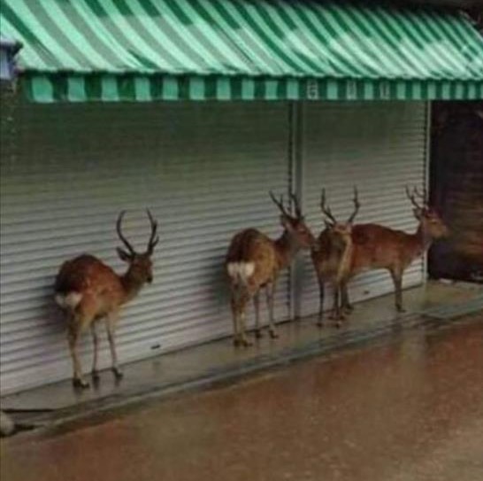 I guess they're not rain deer.