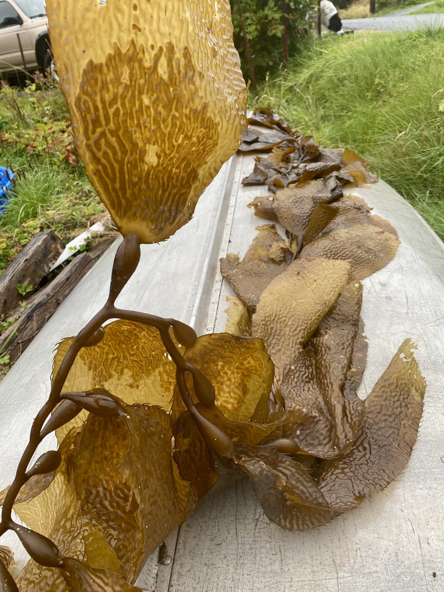 Dr. Tiff Stephens tweet media