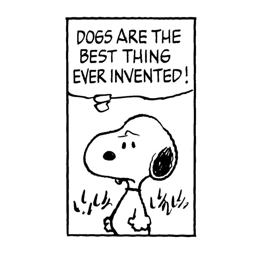 Allwinds Dog First Aid (@allwindsuk) on Twitter photo 