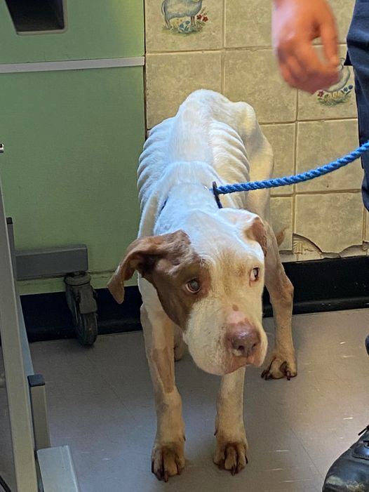 JcGilm1's tweet photo. Val Phillips
7m  · 
#internationaldogday2022 forgetting all the poor breeding bitches locked away for man’s greed meet Liza.  Dumped abused forgotten &amp; starved.  Safe now at Valgrays https://t.co/4ammcAbaN0