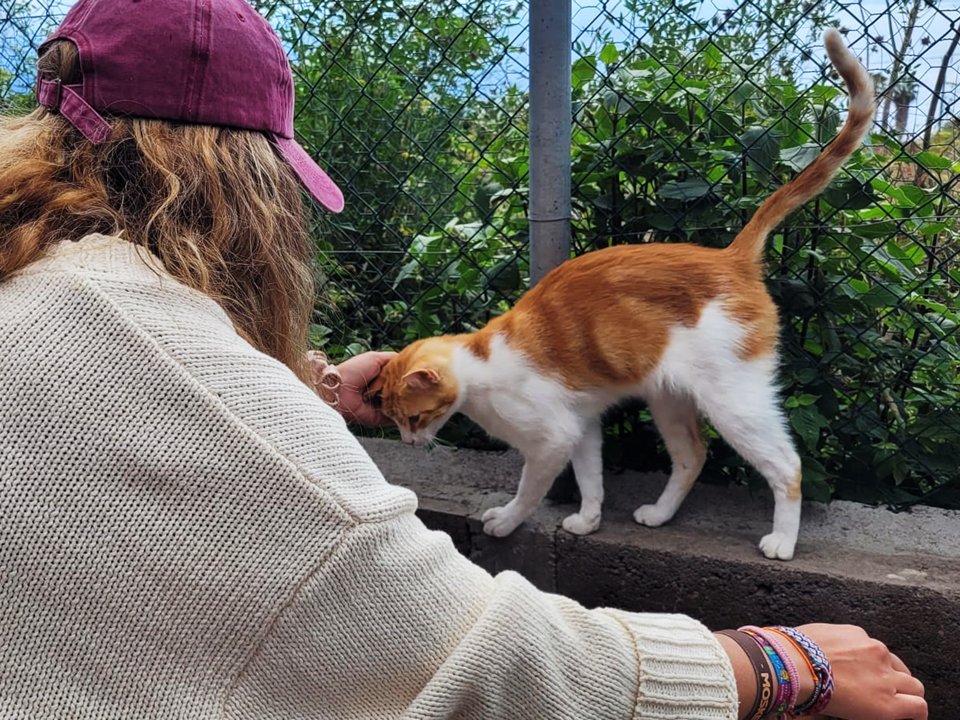 🟢4º Día. Voluntariado Joven en La Palma: 11 de agosto🟢“Empezamos el día en 3º #Voluntariado con #UPALaPalma, cuya labor fue clave durante y tras la erupción Volcán #Tajogaite para ayudar a los animales que quedaron indefensos y sin hogar. Paula, educadora medioambiental y..