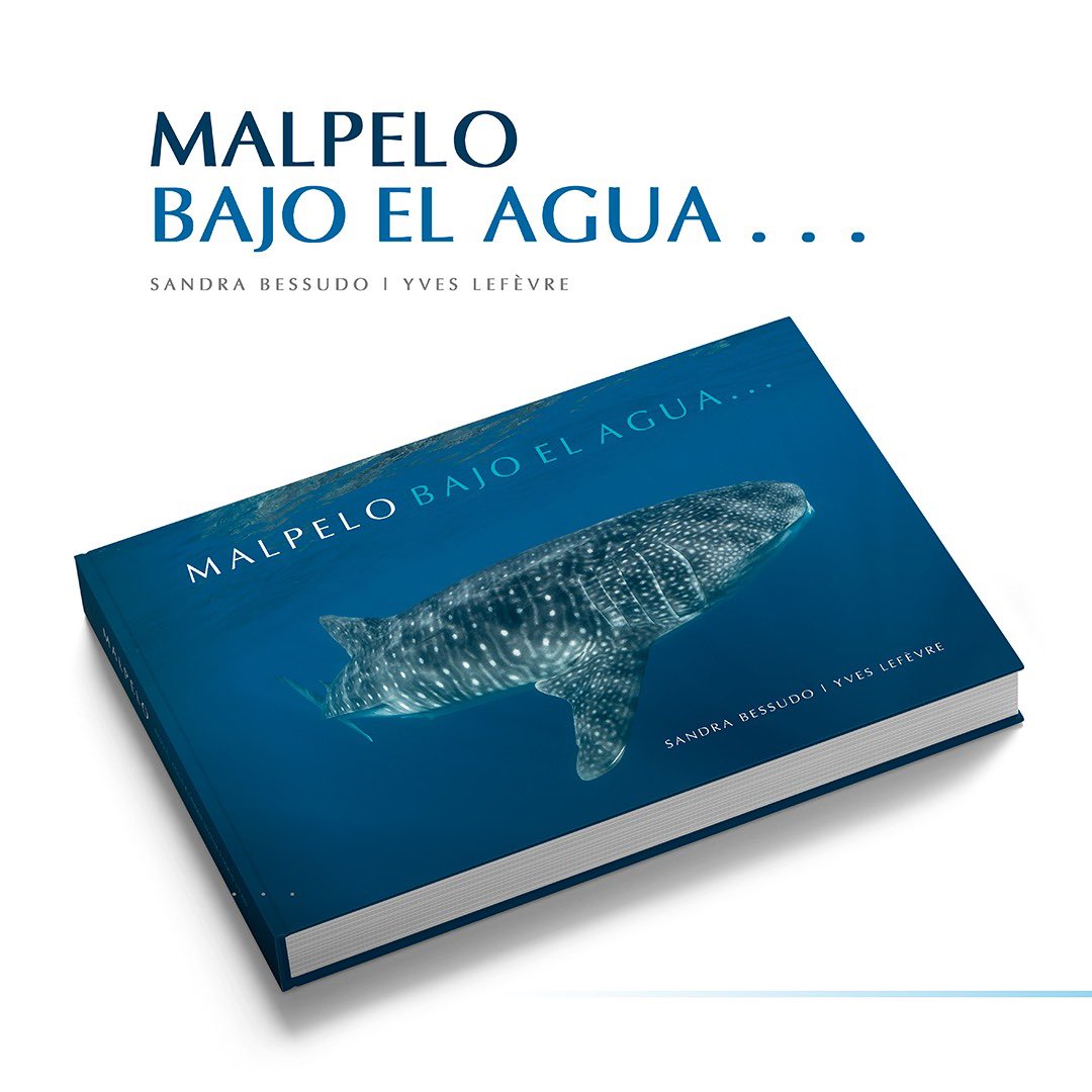 FMalpelo's tweet photo. Celebramos el #DíadelTiburónBallena con la portada de nuestra próxima publicación “Malpelo Bajo El Agua…”, un libro de fotografía donde los #TiburonesBallena hacen parte de la biodiversidad marina y riqueza que alberga el SFF #Malpelo en #Colombia.

#InternationalWhaleSharkDay https://t.co/rqni4ixbCD
