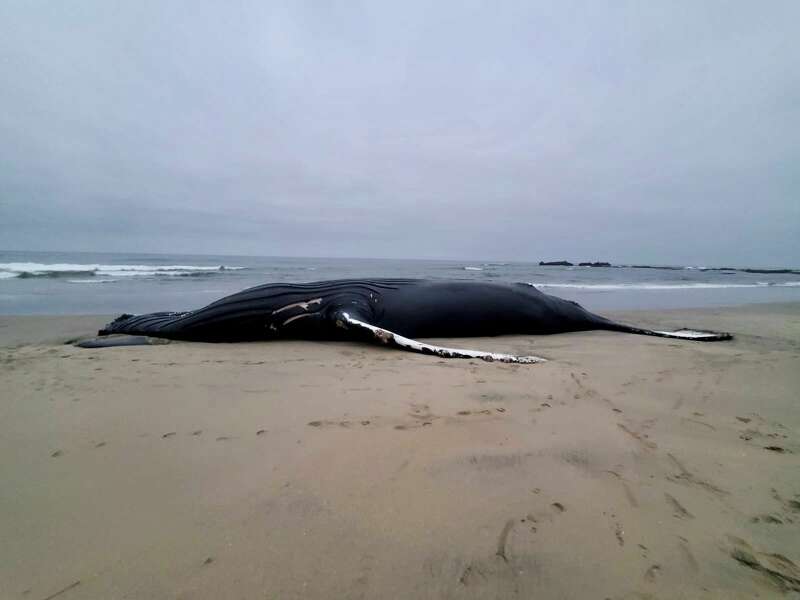 BiologistDan's tweet photo. RIP Fran, a teenage whale, mother of one, has struck and killed by a boater yesterday. Her devilish antics will be missed along the California coast. She is survived but her only child. https://t.co/kINhw5cJ8p