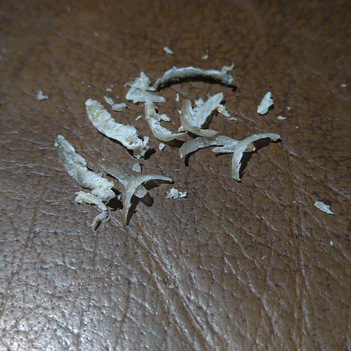 skye_fallin's tweet photo. I've got toenail clippings too, also £25 cashapp £SkyeFallin or £49 for both nails and skin!
#footfetish #footpics #feetworship #footskin #forsale #everythingforsale #goddess #toenails #nailclippings #toesniffer https://t.co/yAp6ymOZE8