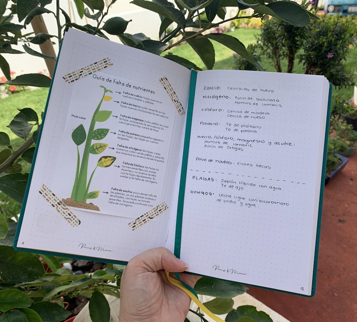 demvondi's tweet photo. Así es como sé que necesitan mis #plantas y cómo darles #nutrientes de manera natural. También anoto algunos #remedios caseros pra tratarlas.

Mi libreta de @pearsxmure. Adquiere la tuya con un 5% de descuento adicional usando el código DEM36. 

#bulletjournal #jardineria #bujo https://t.co/7qhbOyDa36