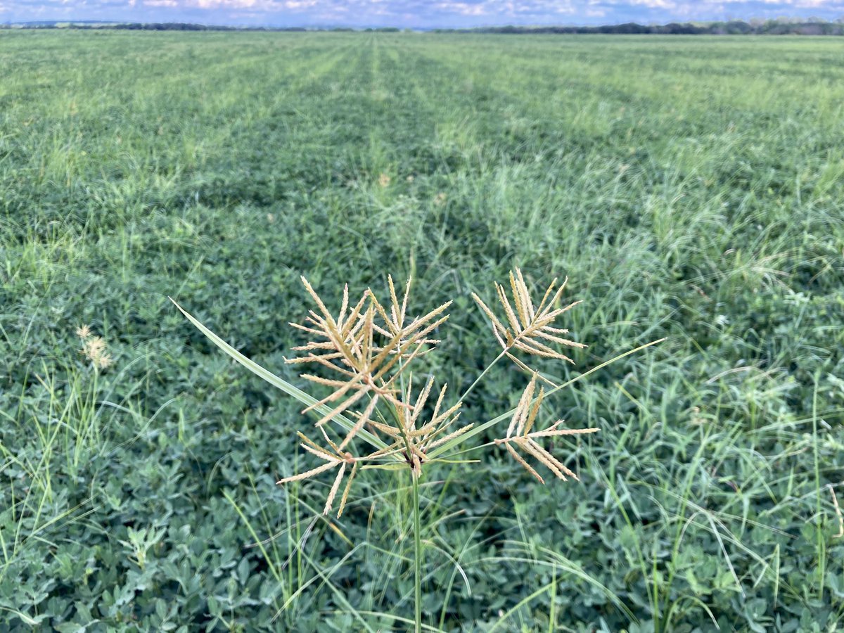 A good reminder to never doubt the explosive biological power of a heavy seed bank! #yellownutsedge 🥜
