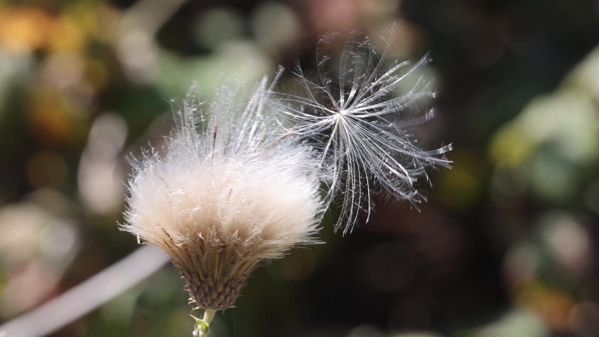 AnnBruen's tweet image. Beautiful flora and fauna from the Howth Cliff walk this morning 

@BioDataCentre @Irishwildlife @Wildlife_IRE @HowthTidyTowns @ThePhotoHour @deric_tv @LoveFingalDub @LovinDublin @EarthandClouds