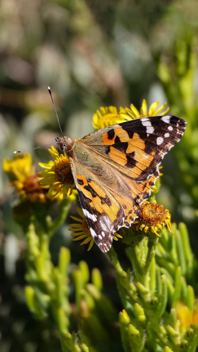AnnBruen's tweet image. Beautiful flora and fauna from the Howth Cliff walk this morning 

@BioDataCentre @Irishwildlife @Wildlife_IRE @HowthTidyTowns @ThePhotoHour @deric_tv @LoveFingalDub @LovinDublin @EarthandClouds