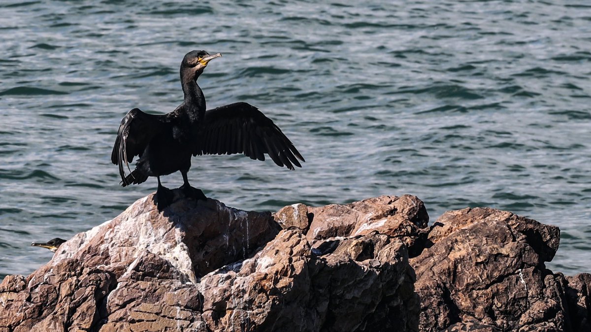AnnBruen's tweet image. Beautiful flora and fauna from the Howth Cliff walk this morning 

@BioDataCentre @Irishwildlife @Wildlife_IRE @HowthTidyTowns @ThePhotoHour @deric_tv @LoveFingalDub @LovinDublin @EarthandClouds